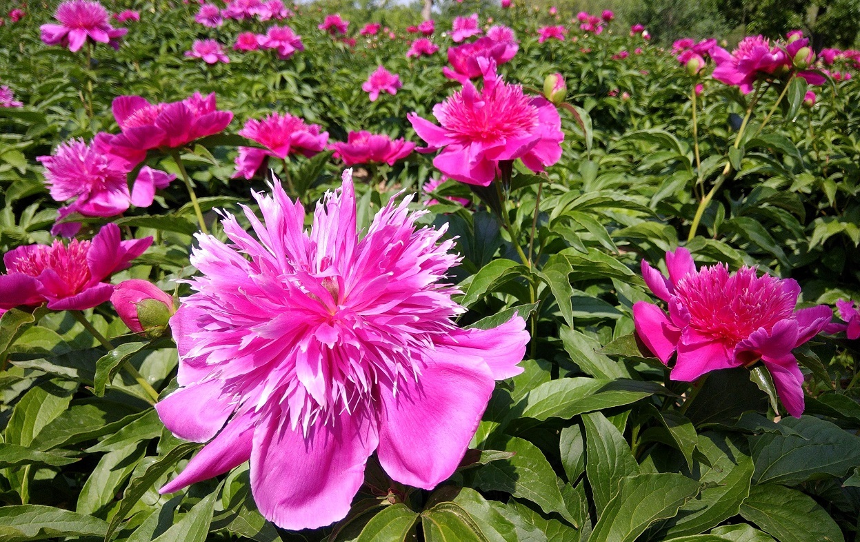 十九里白芍最新价格-“十九里白芍现价速览”