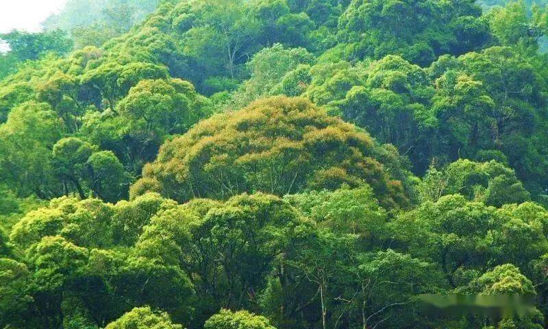 绿意盎然清山香林，最新喜讯速来关注