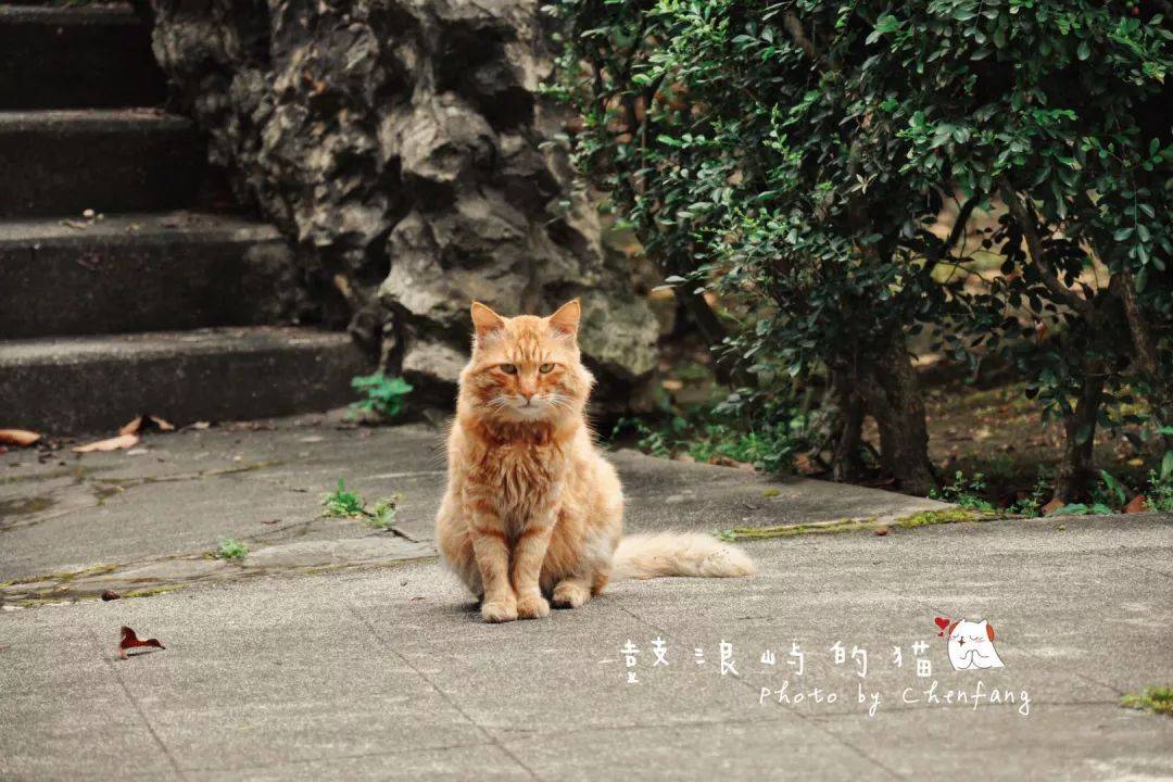 “厦门寻猫启事新鲜发布”