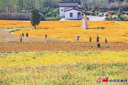 南县罗文村绽放四季花海，最新花景美不胜收